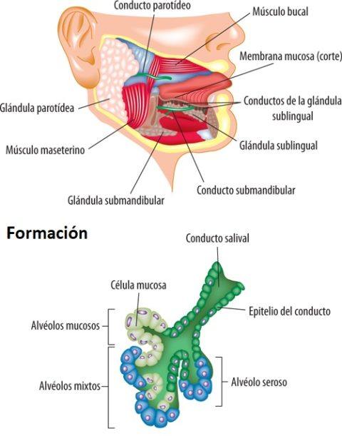 Sialoadenosis or sialosis